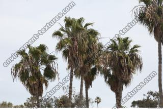 palm tree 0002